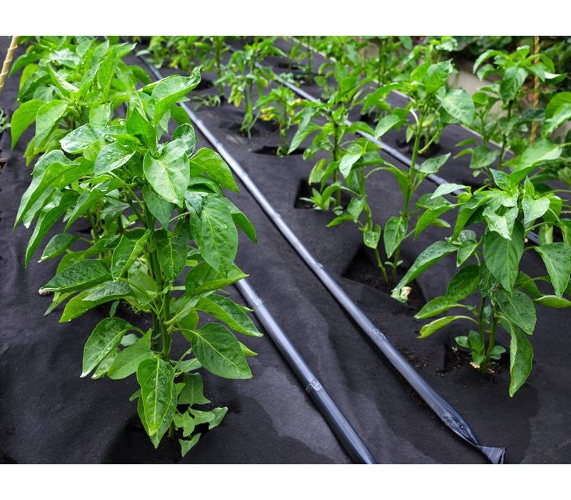 Sebze Malçı Sebze Malçı