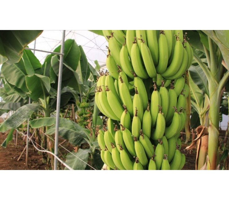 Özel Muz iç naylonu Özel Muz iç naylonu