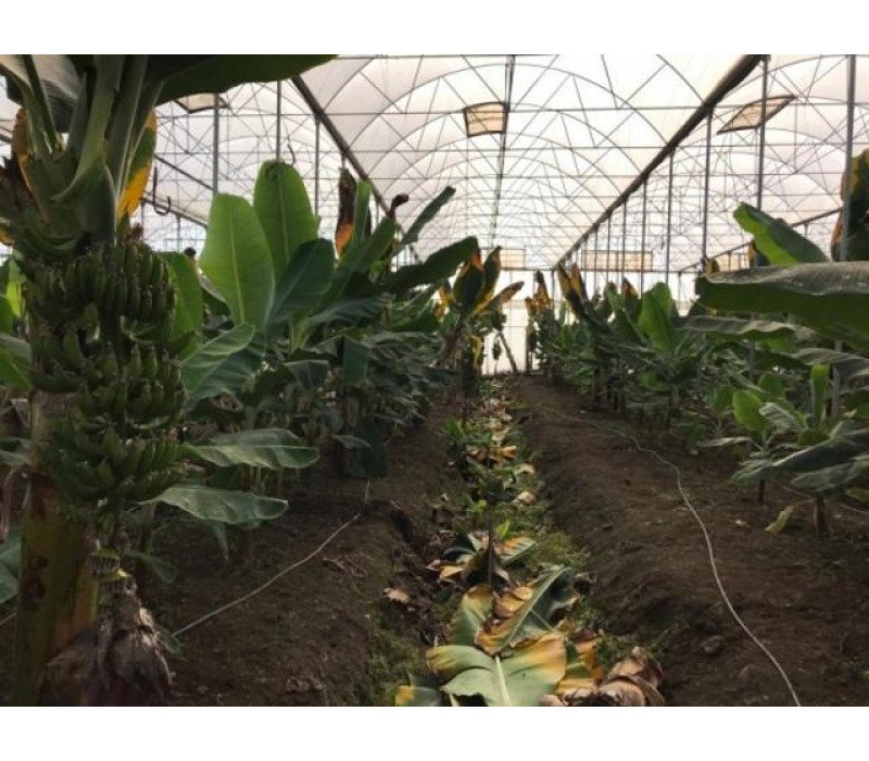 Özel Muz dış naylonu Özel Muz dış naylonu