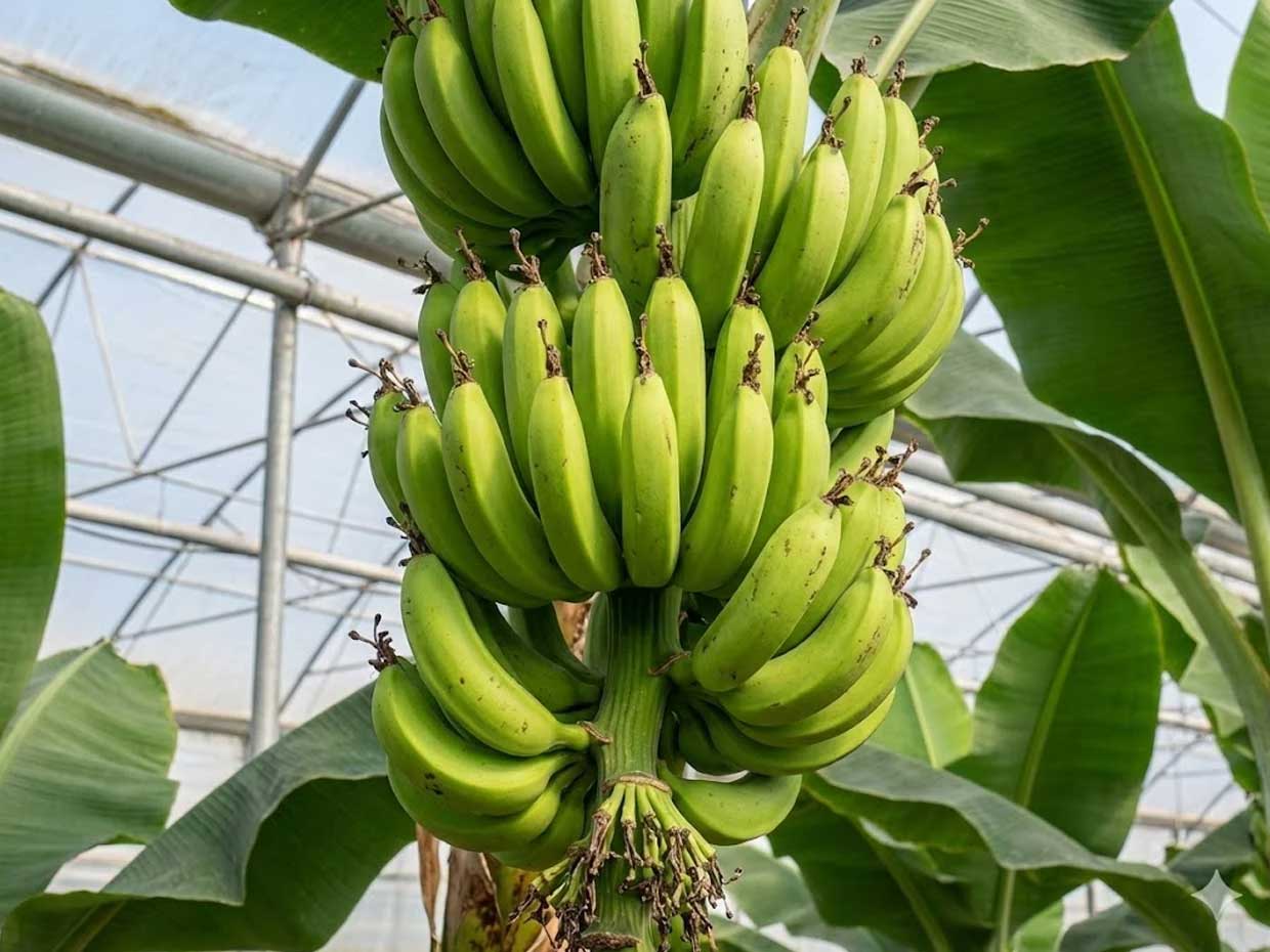 Special banana inner nylon