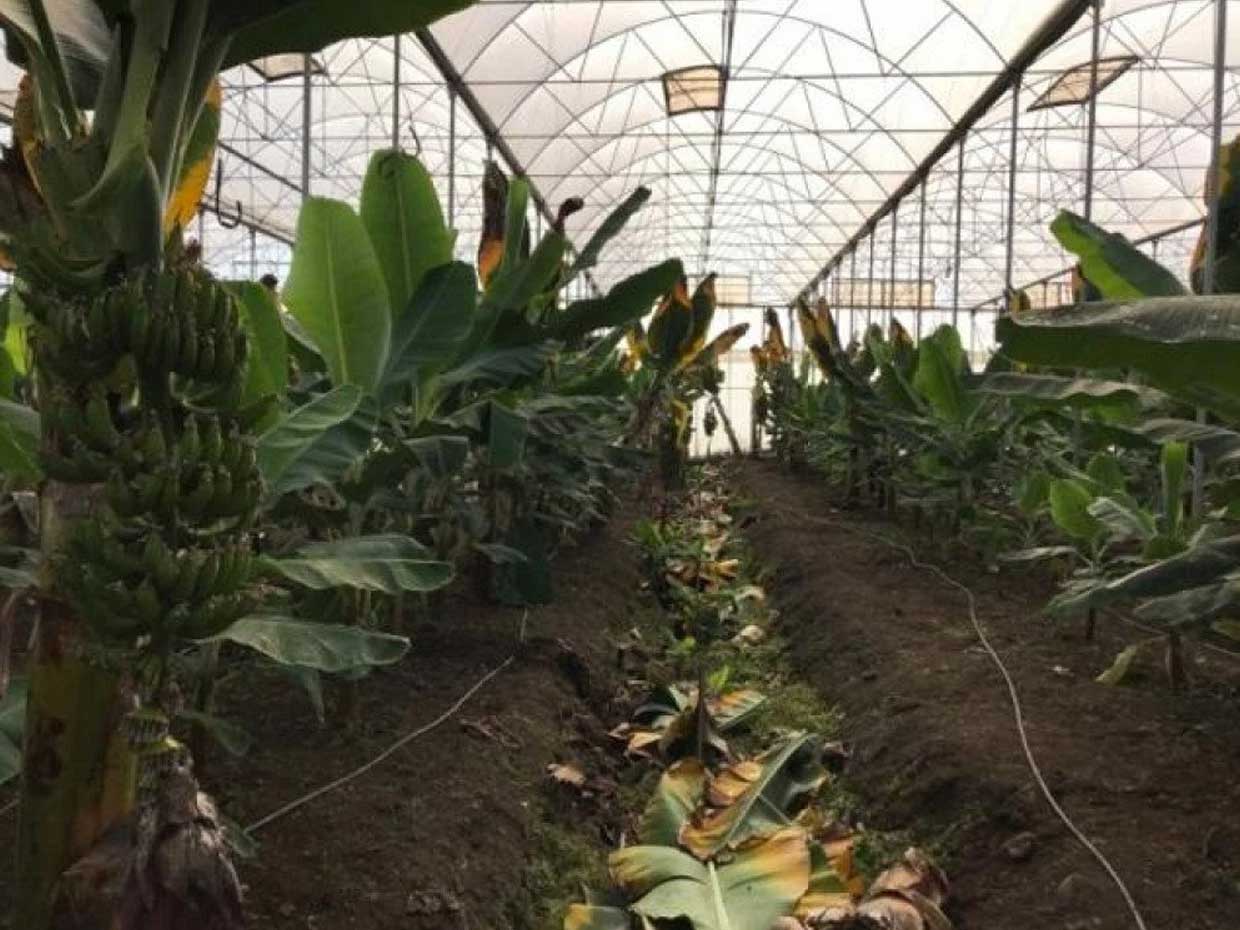 Special banana outer nylon