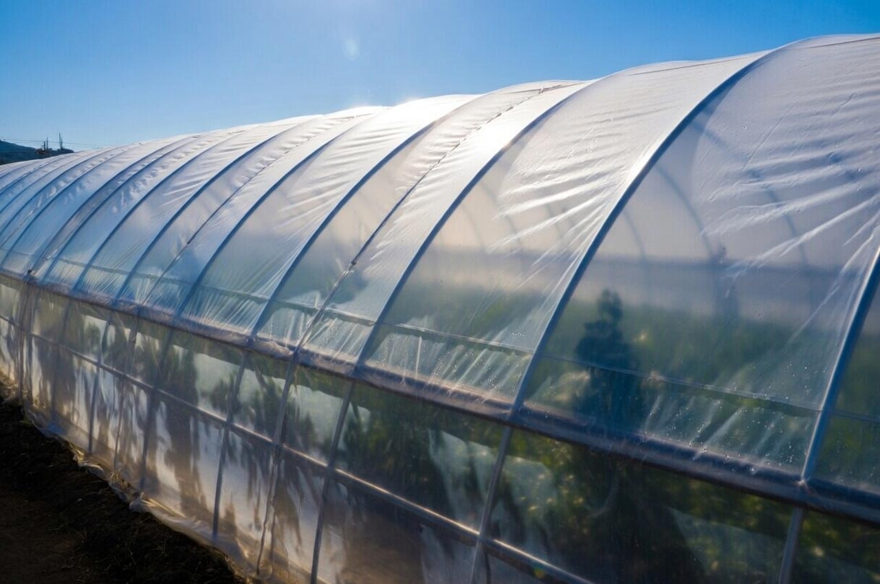Işık geçirgenliği yüksek sera naylonu ile bitkilerin eşit ışık almasını sağlayan sera örtüsü