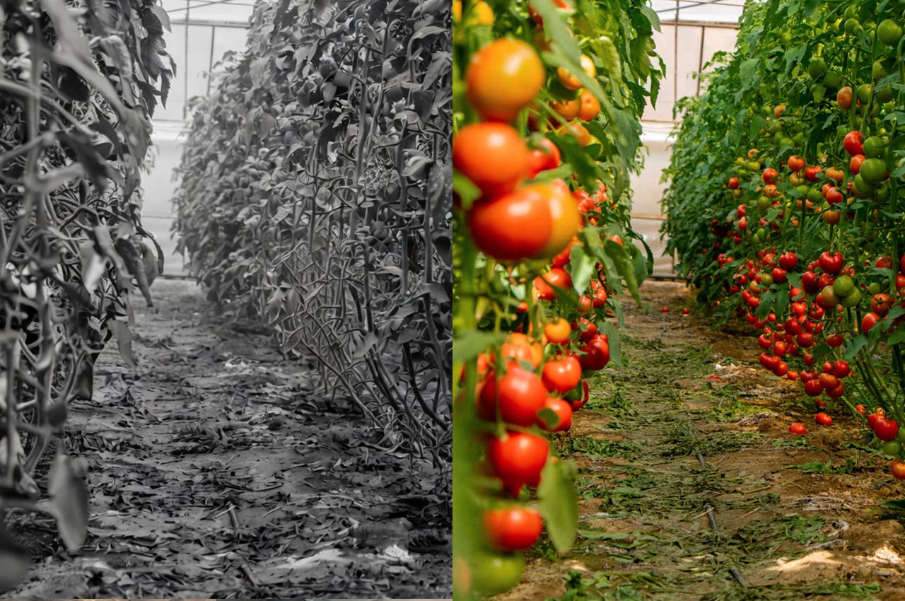 Yoğuşma önleyici sera naylonu ile hastalık riski azaltılmış, sağlıklı ve verimli domates serası