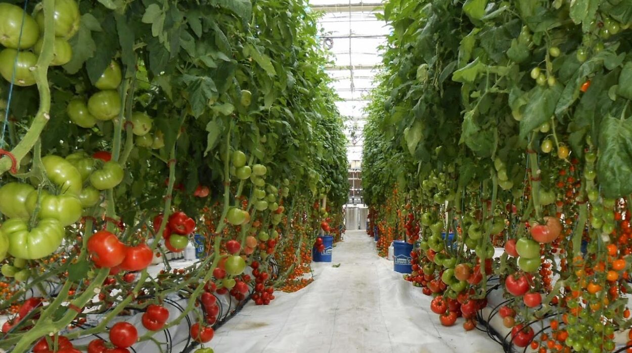 Sera naylonu seçimi ve doğru kullanım teknikleri üretim verimini artırır.