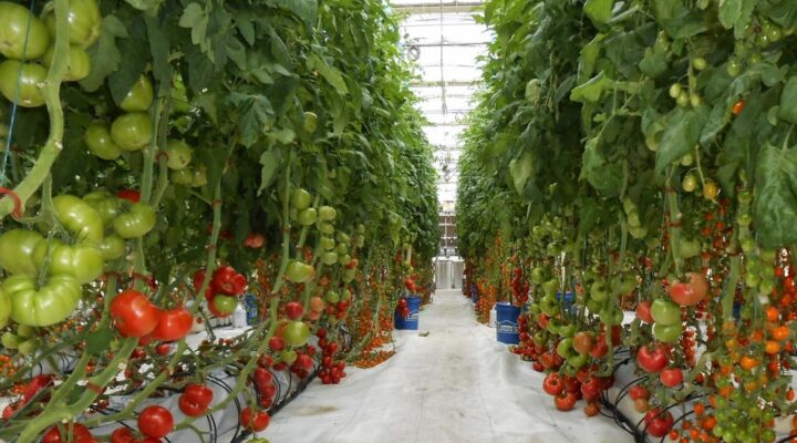 Sera naylonu seçimi ve doğru kullanım teknikleri üretim verimini artırır.