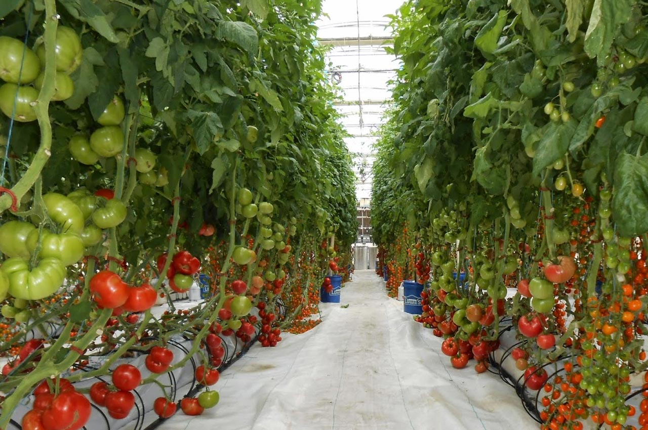 Sera naylonu seçimi ve doğru kullanım teknikleri üretim verimini artırır.