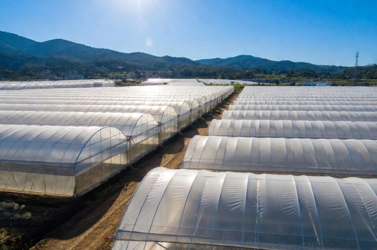 UV katkılı sera naylonu ile bitki verimini artıran dayanıklı ve uzun ömürlü sera örtüsü